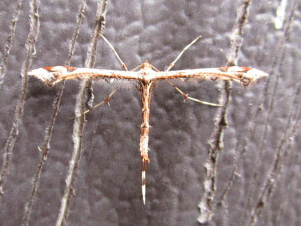 Beautiful plume Amblyptilia acanthadactyla