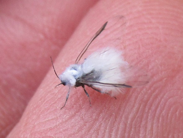 Woolly aphid