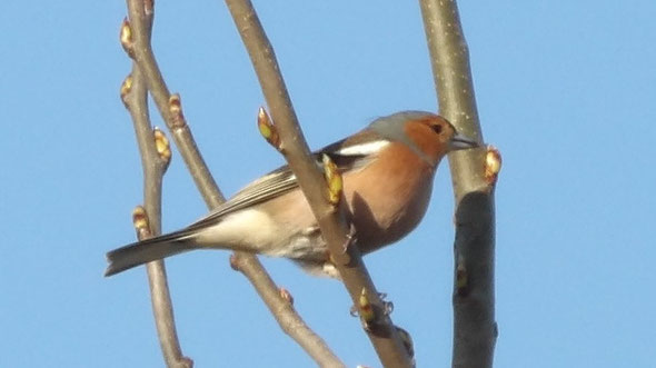 Chaffinch Fringilla coelebs