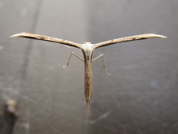 Common plume moth Emmelina monodactyla