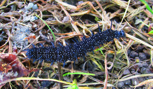 Peacock butterfly caterpillar
