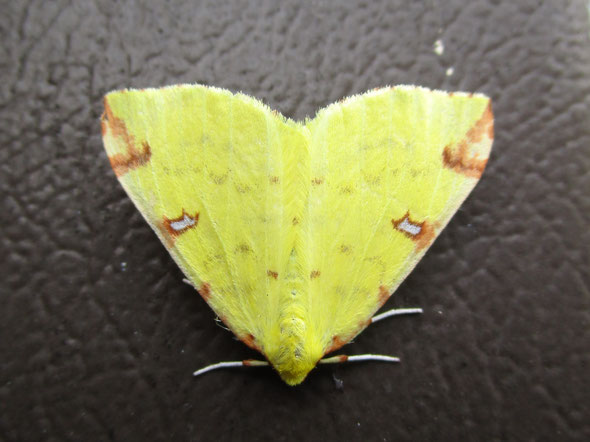 Brimstone moth Opisthograptis luteolata