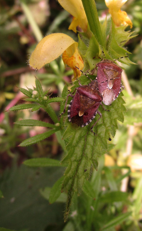 Sloe bug Dolycoris baccarum
