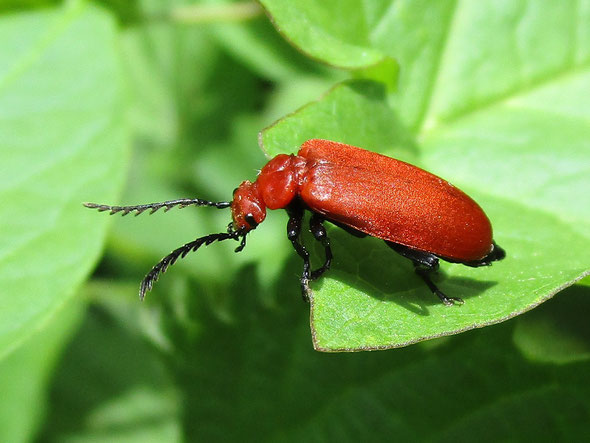 Cardinal beetle Pyrochroa serraticornis