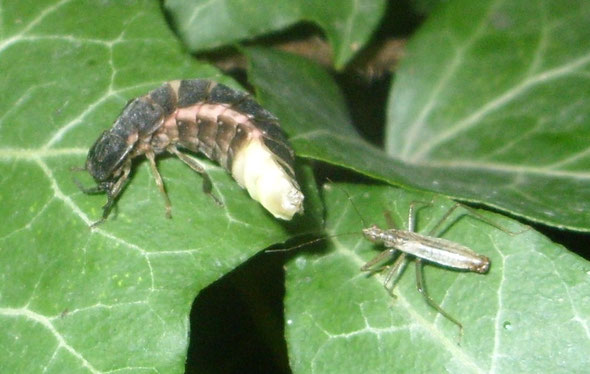 Female glowworm Lampyris noctiluca and some kind of interloper