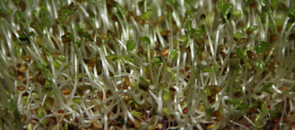 Jeunes pousses et germinations