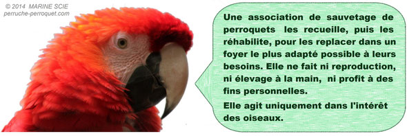 Une vraie association de sauvetage de perroquets ne fait ni reproduction, ni élevage à la main, ni profit à des fins personnelles. 