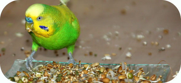 Perruche qui mange des graines germées