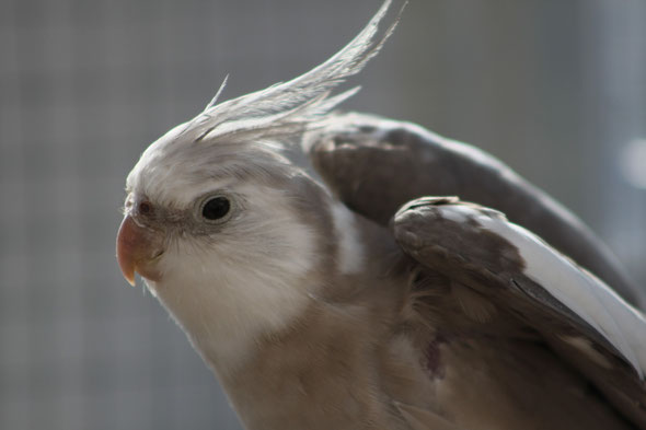Calopsitte élégante (Osiris), 2 ans