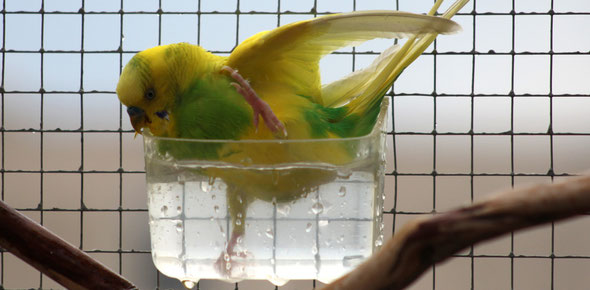 Le bain chez l'oiseau