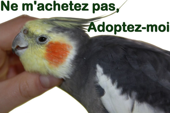 N'achetez pas de perroquets, adoptez-les !