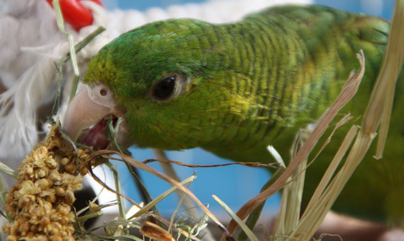 Perruche Catherine (Verde), 1 an.