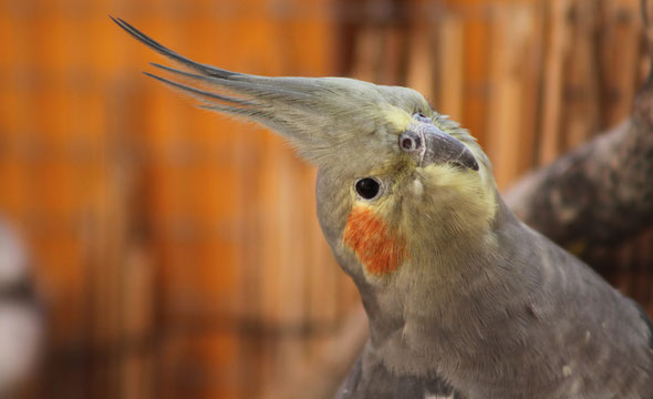 Calopsitte élégante (Guapa), 5 ans