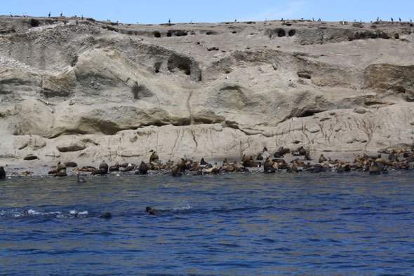 Seelöwen, Isla Marta 