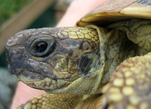 Portrait eines Testudo h.herc. Weibchens