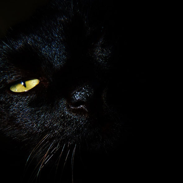 Chat noir / Black cat / Merlin / photo de crystal jones / jardin-secret-de-crystal-jones.jimdo.com