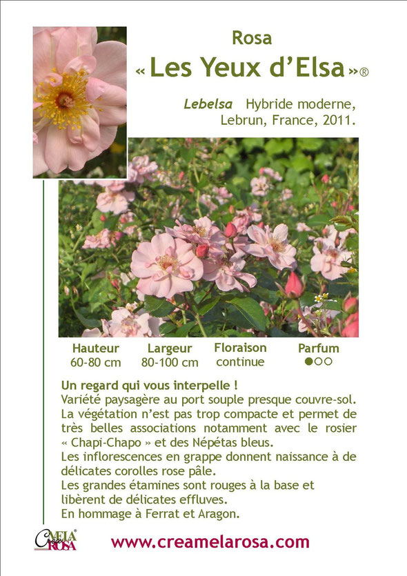 fiche descriptive du rosier 'Les Yeux d'Elsa'.