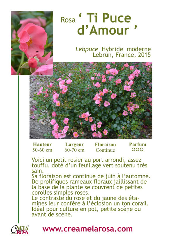 rosier nain 'Ti Puce d'Amour' creamelarosa pour petit jardin