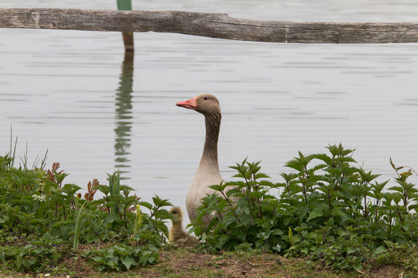 Grauwe gans