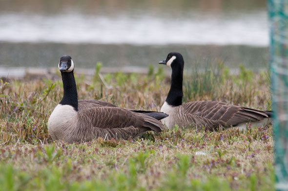 Twee grote Canadese gansen zittend in het gras.