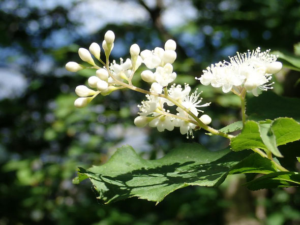 サワフタギは今が見ごろの花でした。