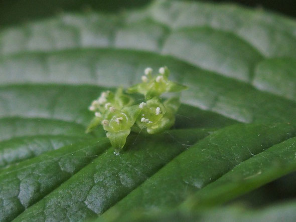 ハナイカダ：一枚の葉っぱに四つの花が相乗りしていますね。