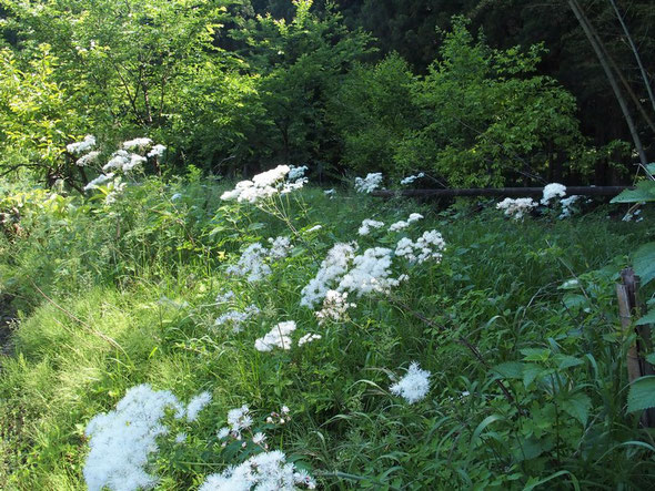 マンセンカラマツ・・・福井県では絶滅危惧の花。意外な場所にたくさん自生していました。