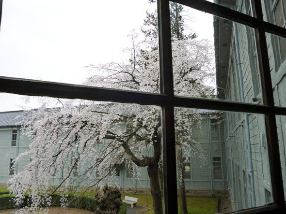 あがたの森公園の桜　けん