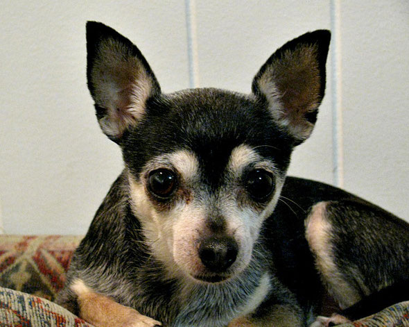 Pepper 2012