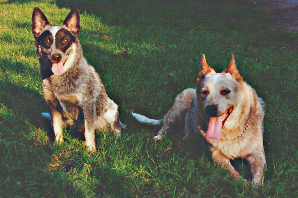 Two pet Australian Cattle Dogs - Sophie and Duchess