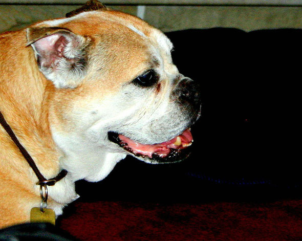 Ginger in 2004