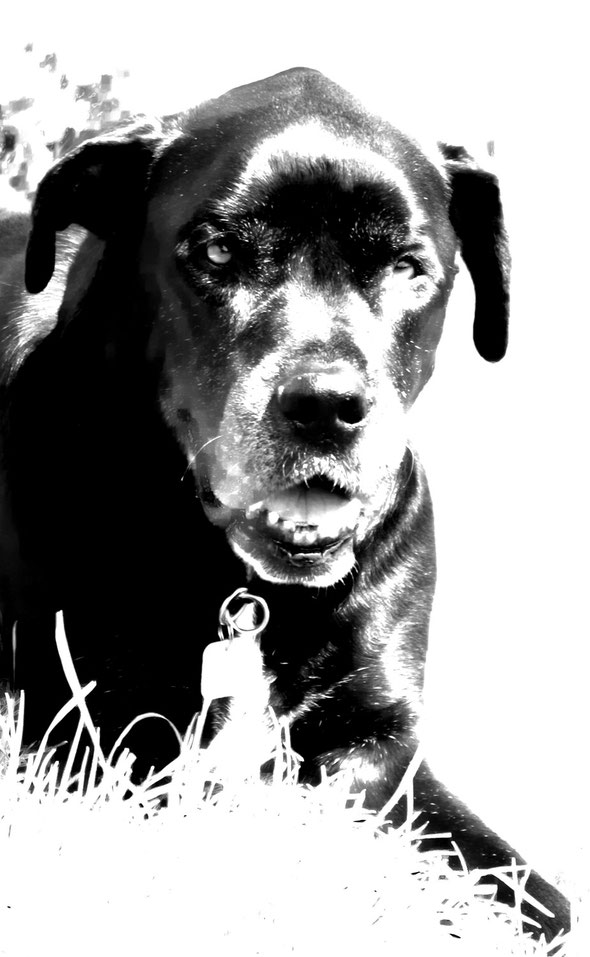 K.C.  Labrador Retriever
