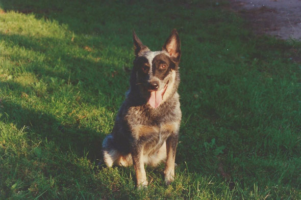 Sophie an Australian Cattle Dog