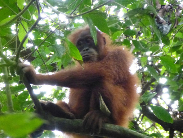 Orangutan in Bukit Lawang