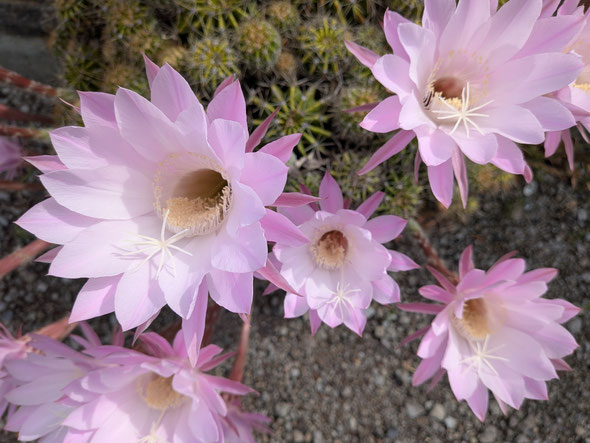 仙人掌には棘がありますが仙人掌の花には棘がありませんでした。　　　　・仙人掌の花には棘の無かりけり(和良)