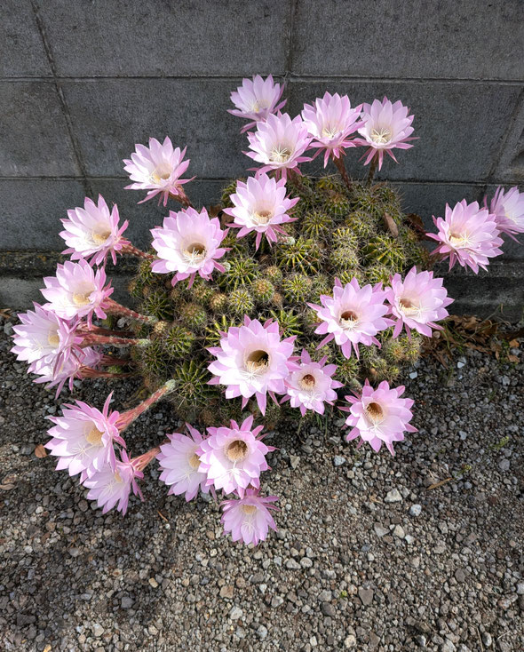 我が家の仙人掌の花は太陽の日差しを受けて一段と輝いています。　　　　　　　・太陽を母に仙人掌花開く(和良)