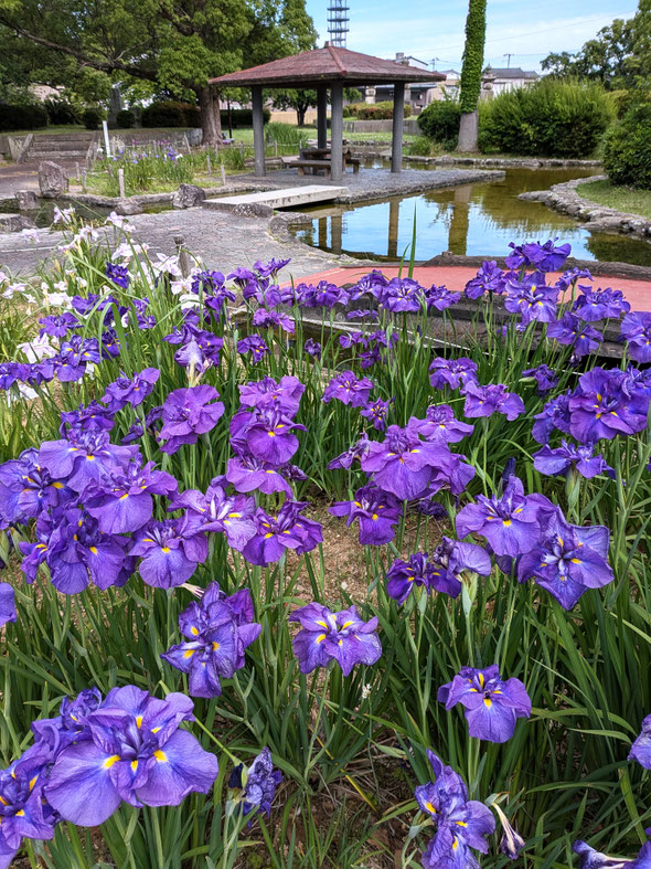 我が家の仙人掌の花は大空に向かって勢よく咲き競っています。　　　　　　・仙人掌の花に勢のありにけり(和良)