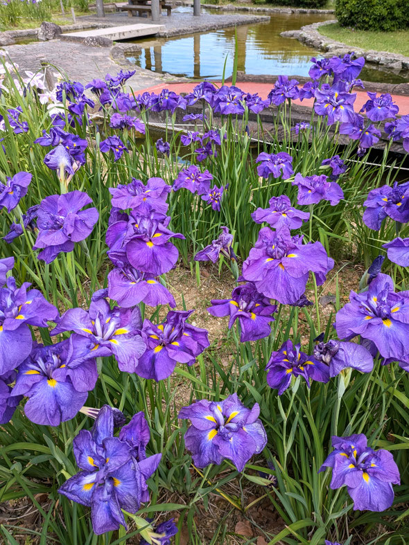 我が家の仙人掌の花を見ていると希望が溢れて来る思いがします。　　　　・仙人掌の花に希望をいただきぬ(和良)