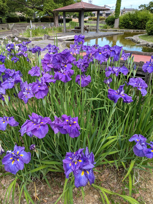 興源寺の歴代徳島藩主の墓に続く助任緑地の紫の花菖蒲は綺麗でした。　　　　　　　・紫は貴き色よ花菖蒲(和良)