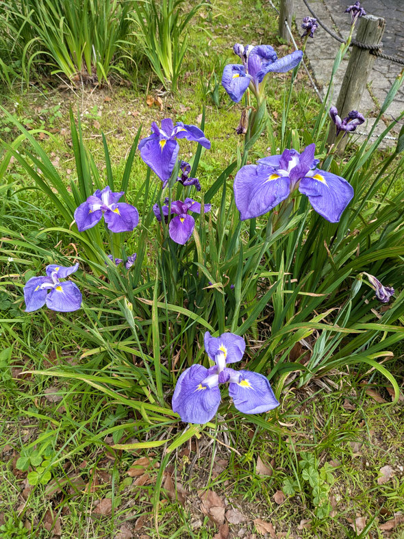 歴代徳島藩主の墓に続く助任緑地で群れず咲く紫の花菖蒲も見ました。　　　　　　・紫の一本立ちの花菖蒲(和良)