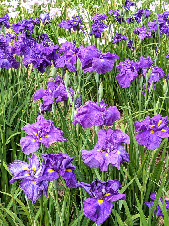 徳島藩主の墓に続く助任緑地で群生する紫の花菖蒲をもう一度見ました。　　　　　・存分に見る紫の花菖蒲(和良)