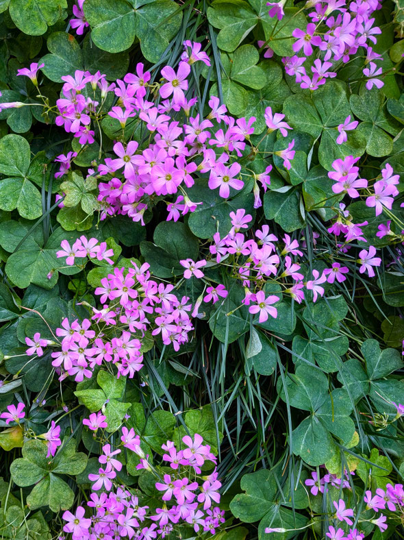 庭先の酢漿草の花は咲き継いでなほも瑞々しく咲いています。　　　　　　　・咲き継げる酢漿草の花瑞々し(和良)