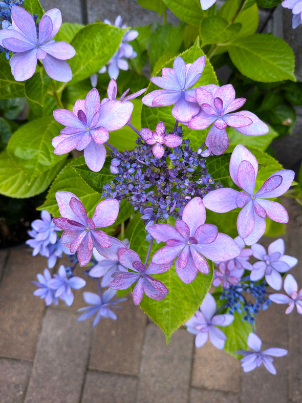 鉢植の額の花は手軽に世話できるせいか庭先でよく見かけました。　　　・ここもまた咲かせてをりぬ額の花(和良)