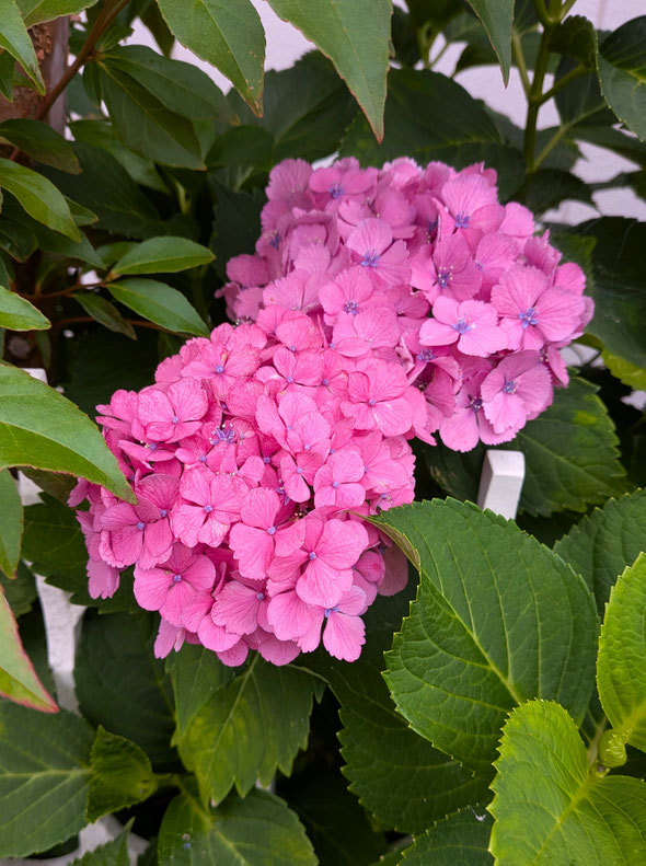 我が家の紫陽花は毎日のように次の雨が降る日を待っています。　　　　　・紫陽花の雨待つ色でありにけり(和良)