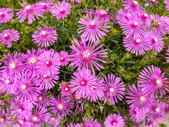 南アフリカ原産らしく松葉菊は太陽に向かい真面に咲いていました。　　　　　・太陽に真面なりけり松葉菊(和良)