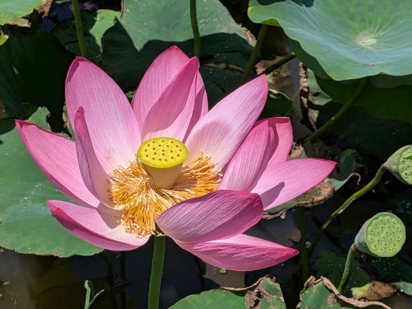 鳴門市の島田島の古代蓮の花は金色の蕊が眩しいほどでした。　　　　　　　　・金の蕊眩しかりけり古代蓮(和良)