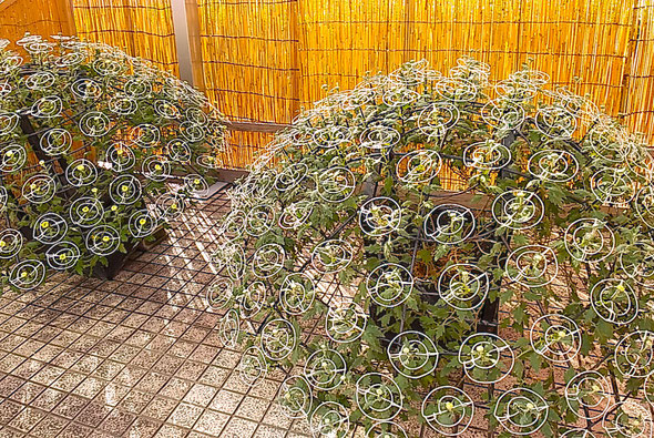 吉野川市鴨島町の菊花展・菊人形展の初日に行ってきました。　　　　　　　・初日かな客もまばらの菊花展(和良)