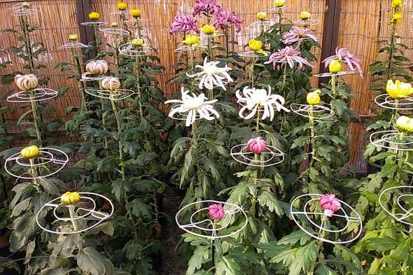 吉野川市鴨島町の菊花展・菊人形展の初日に行ってきました。　　　　　　　　・不揃ひの育つ楽しみ菊花展(和良)
