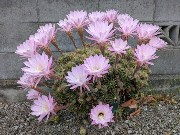 我が家の庭の仙人掌ははち切れんばかりに花を開いていました。　　　　　・はち切れんばかり仙人掌花開く(和良)