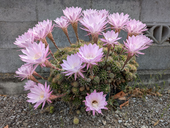 我が家の庭の仙人掌の花はどれも美しく瑞々しく咲いています。　　　　　　　　・仙人掌の花美しく瑞々し(和良)